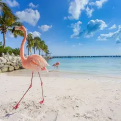 Rosa flamingos på en vit sandstrand vid det turkosa karibiska havet. Palmer och en klarblå himmel med moln.