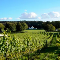 Gröna vingårdar i Skåne sträcker sig mot ett soligt landskap med vita hus och en blå himmel med moln.