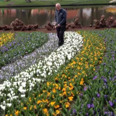 En man inspekterar rader av vita, gula och lila blommor i en tulpanpark i Holland.