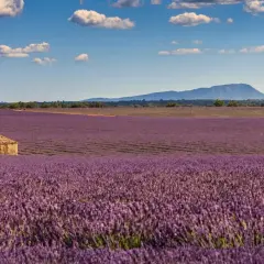 Ett ensamt stenhus i ett böljande fält av lavendel, en klassisk vy från Provence, Frankrike, under en klarblå himmel med vita moln.