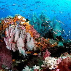 Färgsprakande korallrev i Raja Ampat, med stim av fiskar som simmar i det blå vattnet.