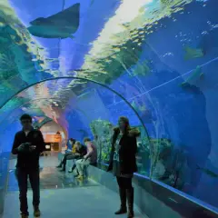Besökare går genom en undervattenstunnel med rockor och fiskar simmandes ovanför. Ett akvarium i Danmark som bjuder på en magisk upplevelse.