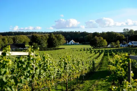 Gröna vingårdar i Skåne sträcker sig mot ett soligt landskap med vita hus och en blå himmel med moln.