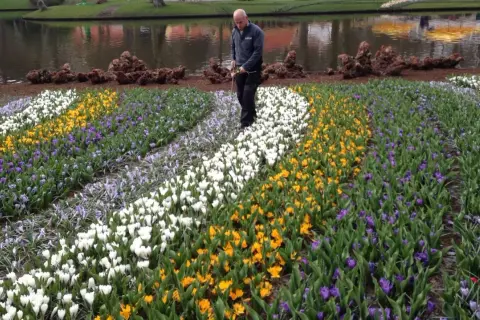 En man inspekterar rader av vita, gula och lila blommor i en tulpanpark i Holland.