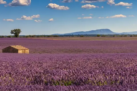 Ett ensamt stenhus i ett böljande fält av lavendel, en klassisk vy från Provence, Frankrike, under en klarblå himmel med vita moln.