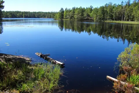 Lugn sjö med spegelblankt vatten och skogsklädda stränder. En fallen trädstam flyter i vattnet vid paradiset naturreservat.