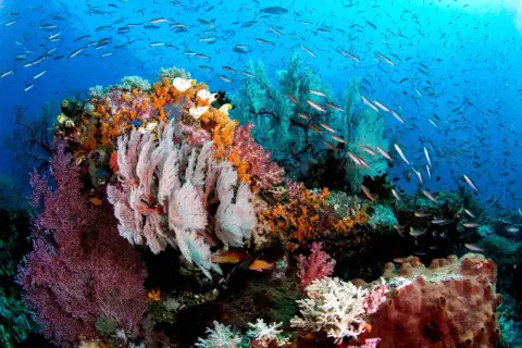 Färgsprakande korallrev i Raja Ampat, med stim av fiskar som simmar i det blå vattnet.