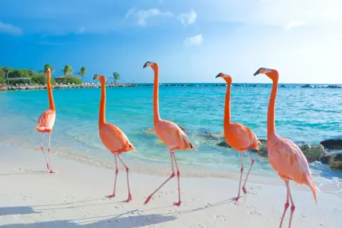 Fem rosa flamingos på en vit sandstrand vid turkost vatten. En idyllisk flamingo beach Aruba-scen med palmer i bakgrunden.