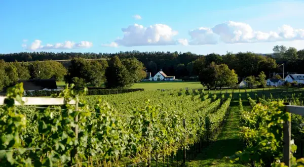 Gröna vingårdar i Skåne sträcker sig mot ett soligt landskap med vita hus och en blå himmel med moln.