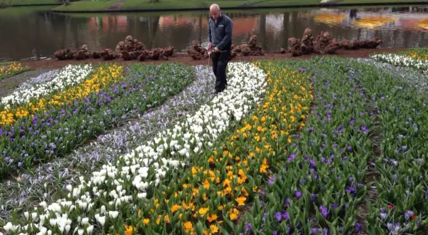 En man inspekterar rader av vita, gula och lila blommor i en tulpanpark i Holland.