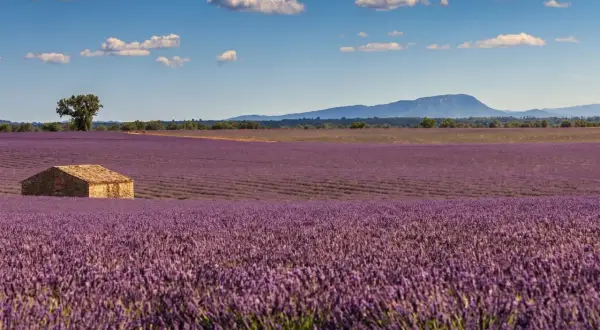 Ett ensamt stenhus i ett böljande fält av lavendel, en klassisk vy från Provence, Frankrike, under en klarblå himmel med vita moln.