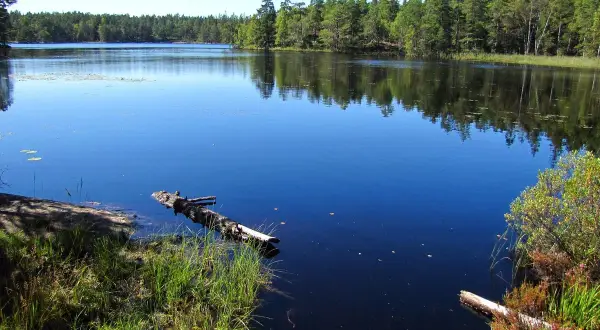 Lugn sjö med spegelblankt vatten och skogsklädda stränder. En fallen trädstam flyter i vattnet vid paradiset naturreservat.