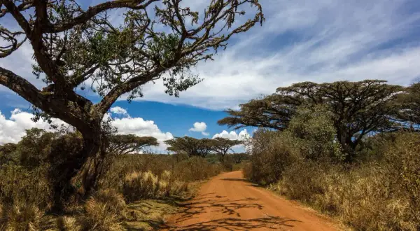 En dammig väg leder genom savannen i Tanzania, kantad av akacieträd och torrt gräs under en blå himmel med moln.