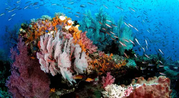 Färgsprakande korallrev i Raja Ampat, med stim av fiskar som simmar i det blå vattnet.