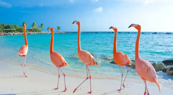 Fem rosa flamingos på en vit sandstrand vid turkost vatten. En idyllisk flamingo beach Aruba-scen med palmer i bakgrunden.