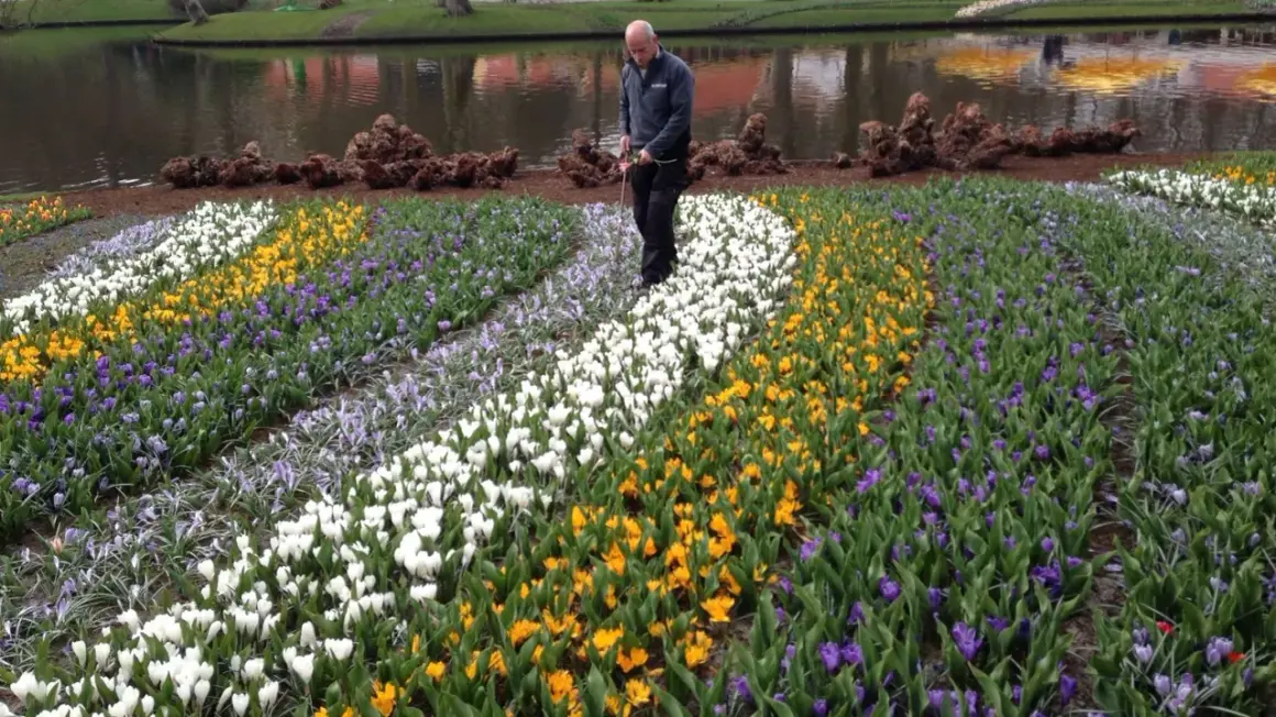 En man inspekterar rader av vita, gula och lila blommor i en tulpanpark i Holland.