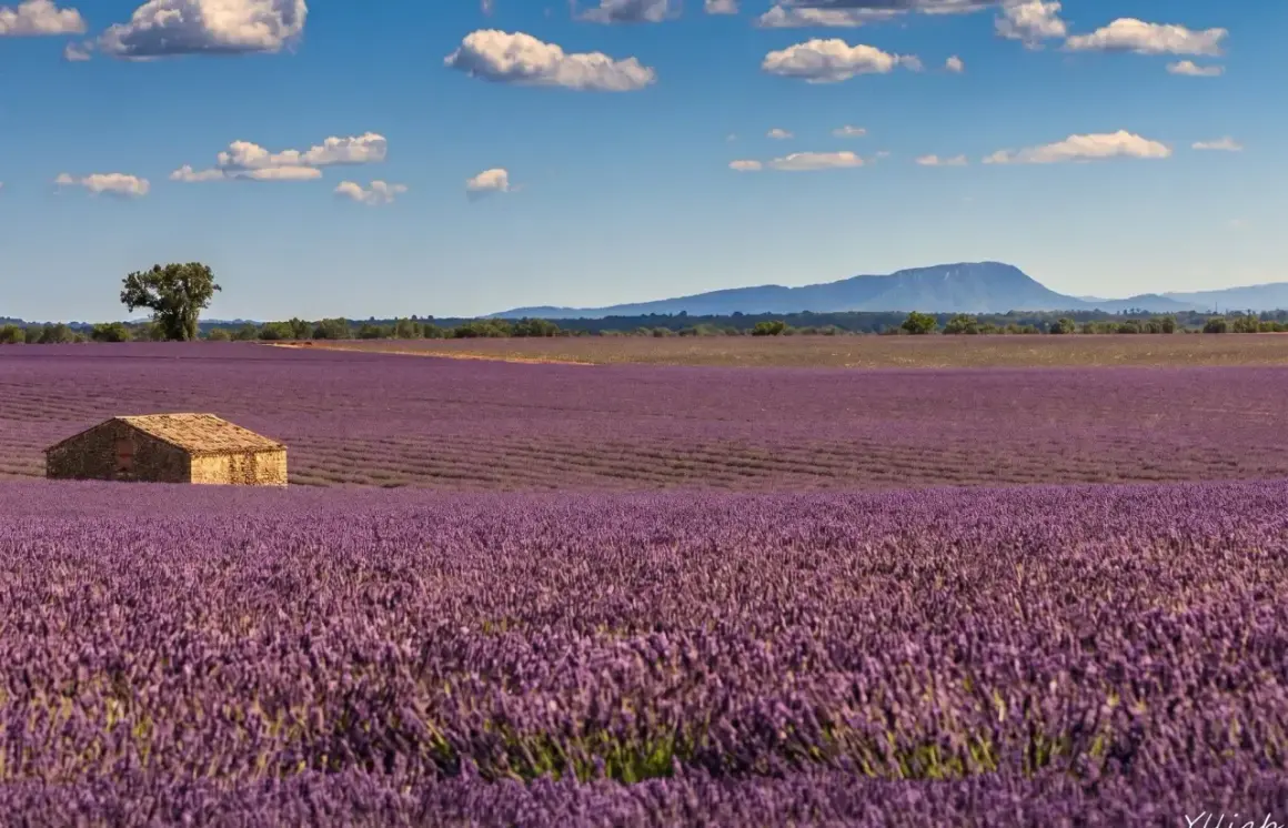 Ett ensamt stenhus i ett böljande fält av lavendel, en klassisk vy från Provence, Frankrike, under en klarblå himmel med vita moln.