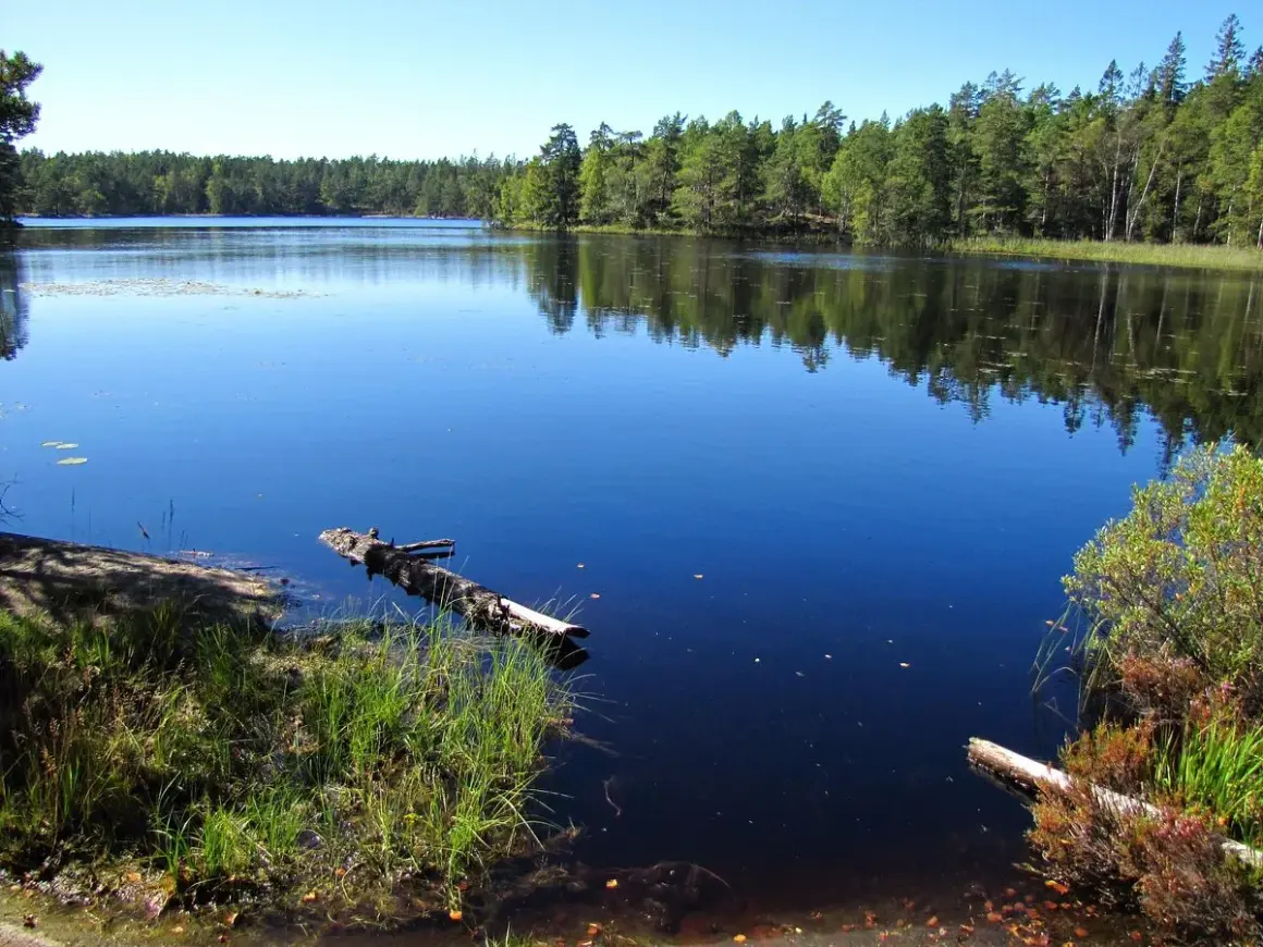 Lugn sjö med spegelblankt vatten och skogsklädda stränder. En fallen trädstam flyter i vattnet vid paradiset naturreservat.
