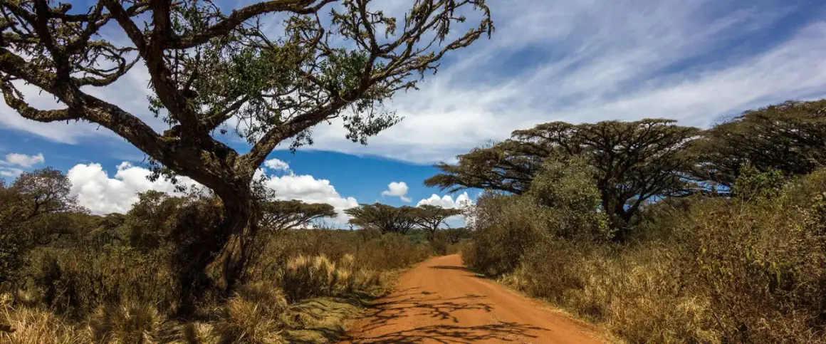 En dammig väg leder genom savannen i Tanzania, kantad av akacieträd och torrt gräs under en blå himmel med moln.
