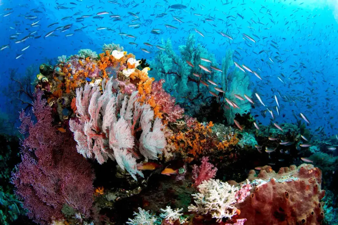 Färgsprakande korallrev i Raja Ampat, med stim av fiskar som simmar i det blå vattnet.
