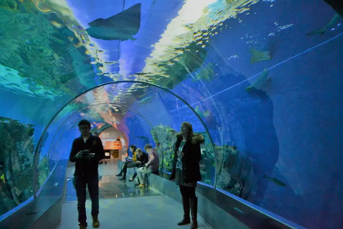 Besökare går genom en undervattenstunnel i ett akvarium i Danmark. En rocka simmar ovanför dem.