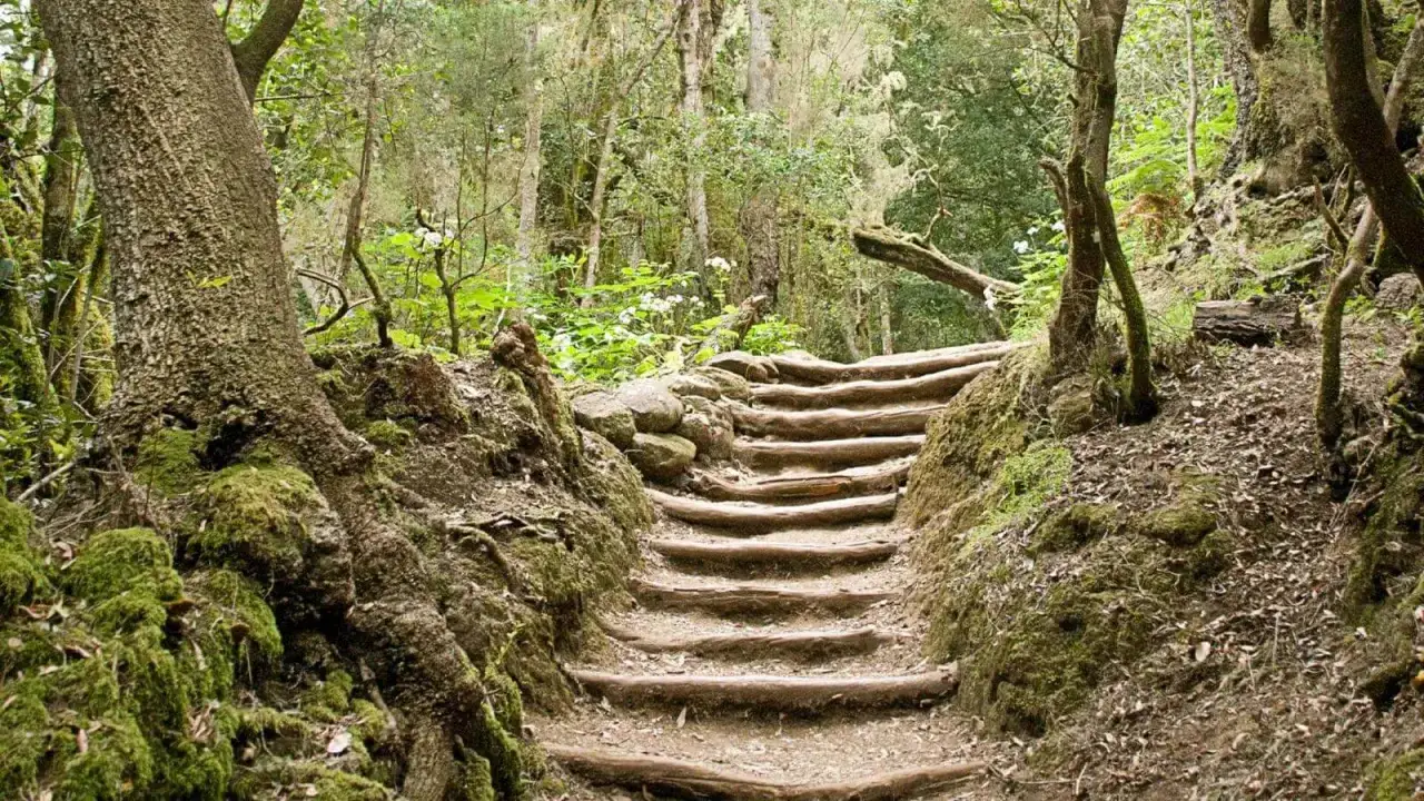 En stig av trä och sten leder uppåt genom en lummig, mossig skog. Perfekt för vandringsleder Gran Canaria.