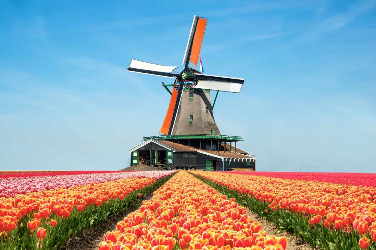 En klassisk väderkvarn i Holland står stolt vid en vidsträckt tulpanpark.