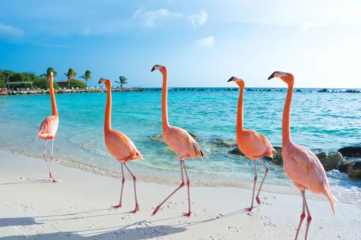 Fem rosa flamingos på en vit sandstrand vid turkost vatten. En idyllisk vy från flamingo beach Aruba.
