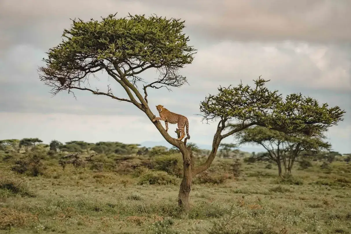 Gepard klättrar i ett träd under en safari i Tanzania.