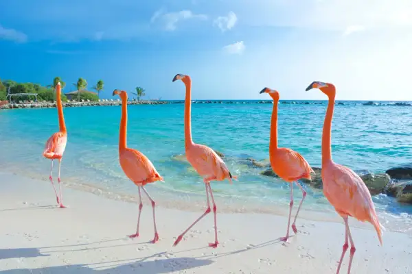 Fem rosa flamingos på en vit sandstrand vid turkost vatten. En idyllisk flamingo beach Aruba-scen med palmer i bakgrunden.